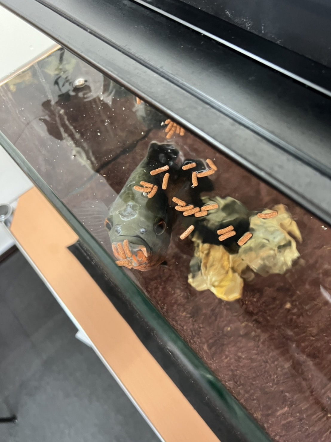 2022年4月26日（月）